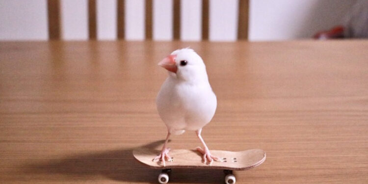 "Ochibi", o pássaro skatista, treina 30 minutos por dia e vem melhorando as manobras.