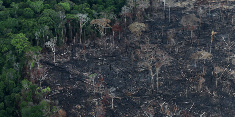 Amazon deforestation