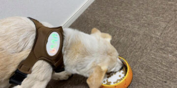 Coleira traduz as emoções do cão em cores. Foto: Fuji
