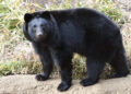 Urso de espécie urso-negro-asiático. Crédito: Yokohama Greenery Foundation.
