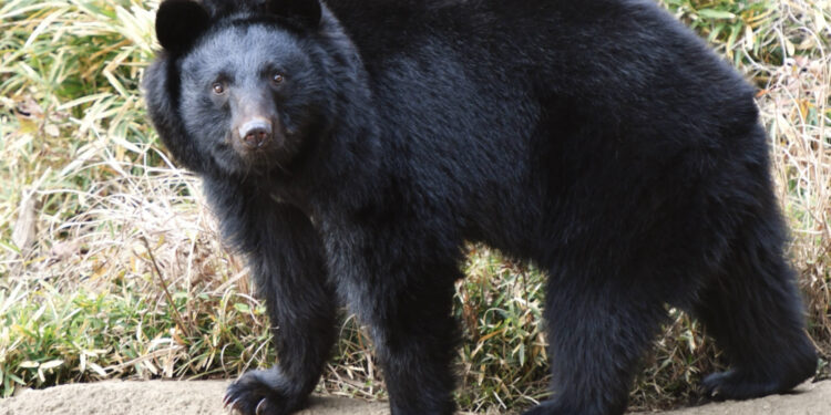 Urso de espécie urso-negro-asiático. Crédito: Yokohama Greenery Foundation.