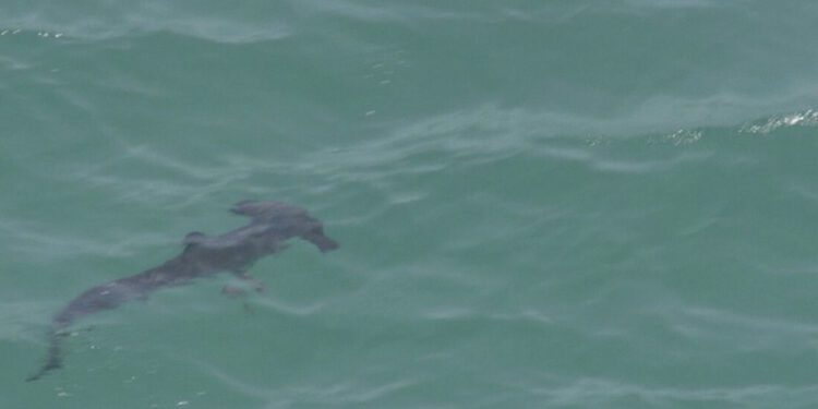 Tubarão-martelo visto perto da costa em Fukuoka. Foto: Fuji TV.