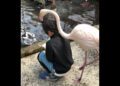 Pai publicou a foto do filho com o flamingo no Twitter. Foto: Twitter/ @EK63268661.