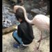 Pai publicou a foto do filho com o flamingo no Twitter. Foto: Twitter/ @EK63268661.