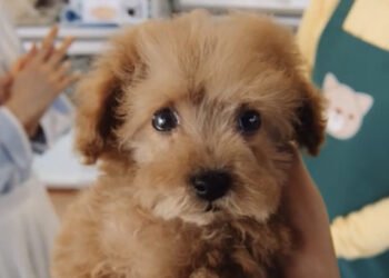 Campanha tenta conscientizar sobre adoção de animais. Foto: CM/Ac Japan.