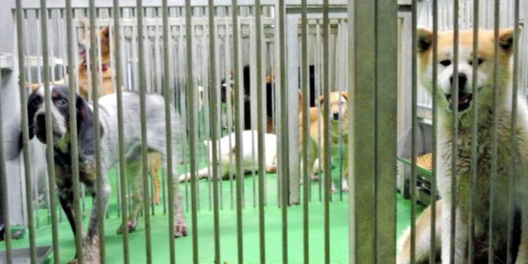 Cães no "Hokenjo", esperando para serem mortos. Foto: Asahi Shimbun.