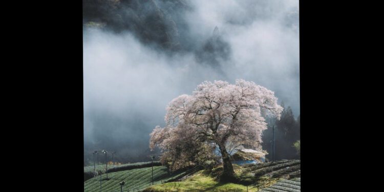 Foto encantou pela paisagem de nuvens e campo de chá. Foto: Hiroaki Sano (@ajishiokun)