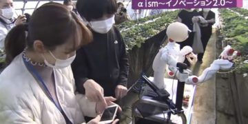 O robô é controlado por um smartphone e pode colher os morangos. Foto: FNN.