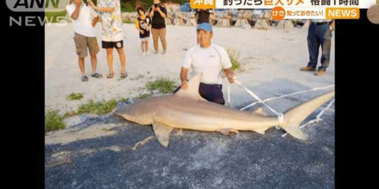 Pescador com o tubarão em praia de Okinawa. Foto: Reprodução/ANN.