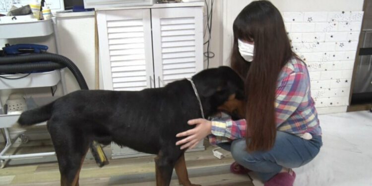 Rie Takahashi com um dos cães, depois da primeira vez que eles desapareceram. Foto: FNN.