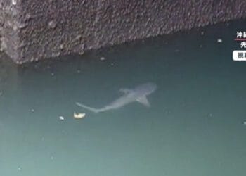 Tubarão visto em Okinawa. Foto: Reprodução/FNN