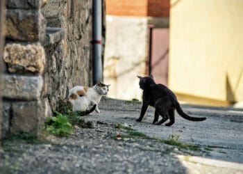 Muitas cidades japonesas tentam reduzir o número de animais sacrificados, mas só no ano passado, mais de 23 mil cães e gatos foram mortos nos centros de controle.