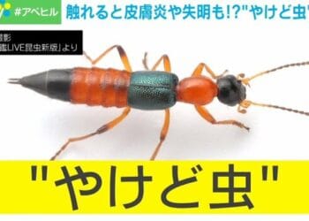 Bicho da queimadura é abundante no verão japonês. Reprodução/Abema Times.