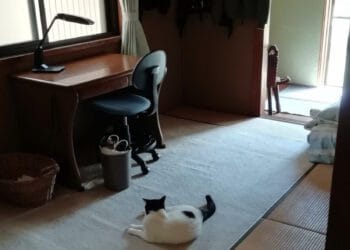 O gato Nun-nun ficou esperando o retorno do dono. Reprodução/ Fuji TV.