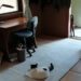 O gato Nun-nun ficou esperando o retorno do dono. Reprodução/ Fuji TV.