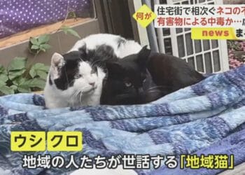 Ushi e Kuro, os dois gatos que foram envenenados. Reprodução/FNN.