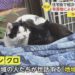 Ushi e Kuro, os dois gatos que foram envenenados. Reprodução/FNN.