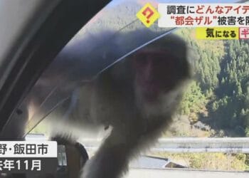 Macaco invadindo um carro em Nagano. Reprodução / FNN.