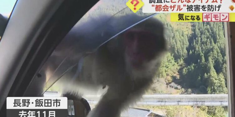 Macaco invadindo um carro em Nagano. Reprodução / FNN.