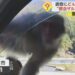 Macaco invadindo um carro em Nagano. Reprodução / FNN.