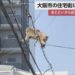 Macaco apareceu em zona residencial da cidade de Osaka. Reprodução / FNN.