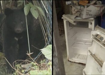 Geladeira quebrada pelo urso em Iwate. Reprodução / FNN.