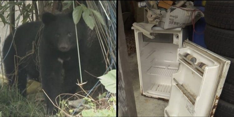 Geladeira quebrada pelo urso em Iwate. Reprodução / FNN.