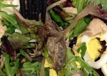 Imagem do sapo encontrado na salada no caso de Nova York, em 2014. Reprodução / instagram/kathrynluri
