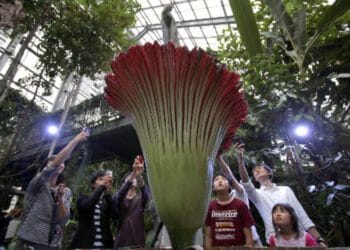 Jardim Botânico de Tsukuba. Reprodução / Asahi.