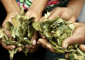 Folha de coca é cultivada legalmente em países como Colombia e Peru, mas é proibida no Brasil e também no Japão. Reprodução / Tokyo Sports.