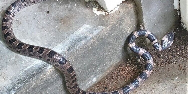A serpente que foi encontrada no Monte Oyorogi. Reprodução / Jornal Mainichi.