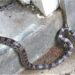 A serpente que foi encontrada no Monte Oyorogi. Reprodução / Jornal Mainichi.