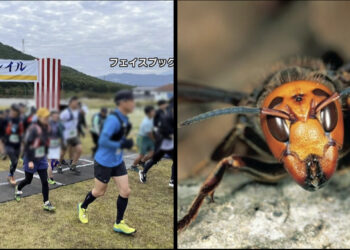 Imagem de divulgação do evento em Gifu e a vespa mandarina (Keizai Shimbun)