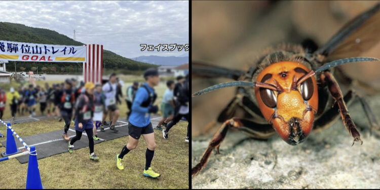 Imagem de divulgação do evento em Gifu e a vespa mandarina (Keizai Shimbun)