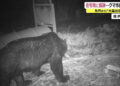 O número de ursos vistos em Katsuyama é 7 vezes maior do que no ano passado. Reprodução / FNN.