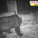 O número de ursos vistos em Katsuyama é 7 vezes maior do que no ano passado. Reprodução / FNN.