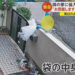 O homem despejando lixo no quintal do vizinho em Osaka. Reprodução / FNN