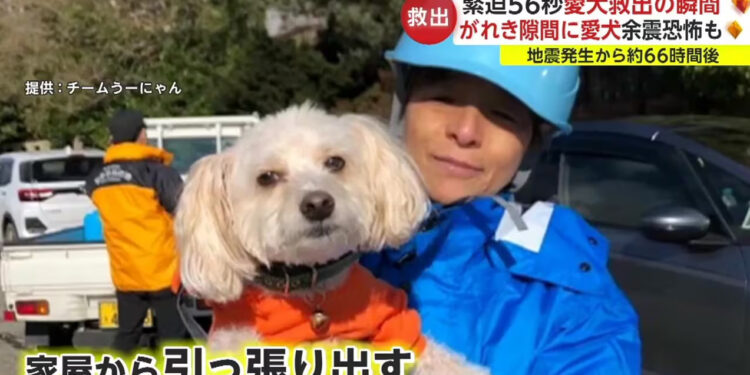 O resgate do cão em Ishikawa. Reprodução / FNN.