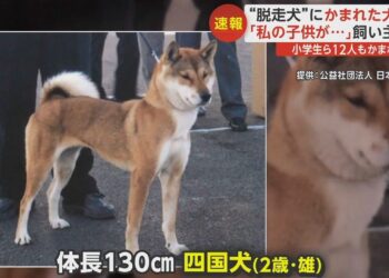 O cão que atacou crianças e matou um Poodle em Gunma. Reprodução / FNN.