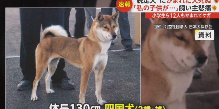 O cão que atacou crianças e matou um Poodle em Gunma. Reprodução / FNN.
