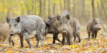 A população de porcos selvagens tem crescido no Japão. Reprodução / Toyokeizai.