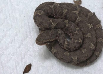 A serpente que fugiu e foi capturada tem 40 cm de comprimento. Reprodução / FNN