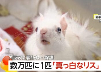 Esquilo encontrado em Morioka. Reprodução/FNN.