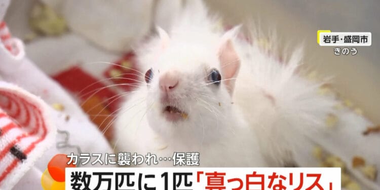 Esquilo encontrado em Morioka. Reprodução/FNN.