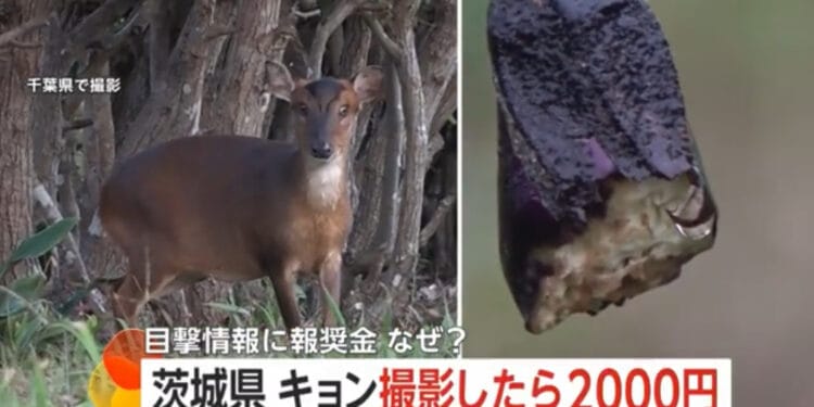 O cervo chinês tem causado grandes preocupações no Japão. Reprodução / FNN.