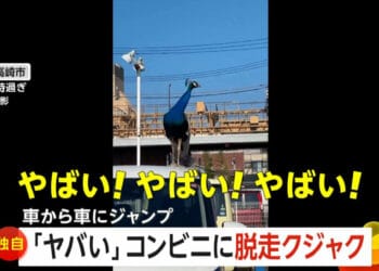 Um belo pavão foi fotografado em cima de carros em Gunma. Reprodução / FNN