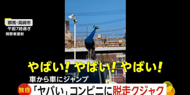 pavao-gunma - ThingsOut Um belo pavão foi fotografado em cima de carros em Gunma. Reprodução / FNN
