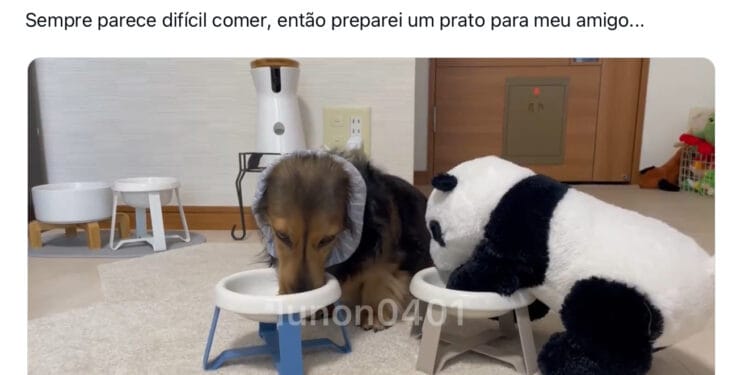 cao-salsicha - ThingsOut Publciação sobre o cão Lunon na rede X.