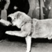 Foto Rara de Hachiko Oferecendo a Pata é Descoberta e Exibida em Museu de Tóquio - ThingsOut #image_title