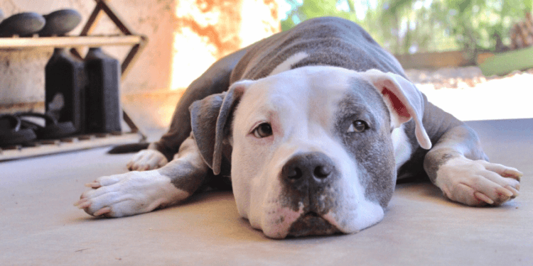 Aumento de Ataques de Pit Bulls no Japão Levanta Debate Sobre Responsabilidade dos Donos - ThingsOut #image_title